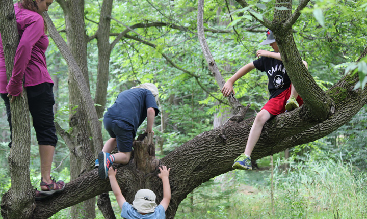 children climbing a tree